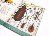 Bonkers About Beetles SC